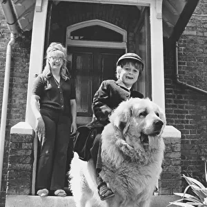 A little boy, Gary Mead, age 5, rides his Pyrenean Mountain Dog the half mile to school each morning in Plumstead, SE London. (1 of 3) Date: circa 1960s
