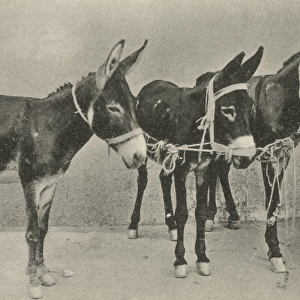 Three Little Donkeys from Crete