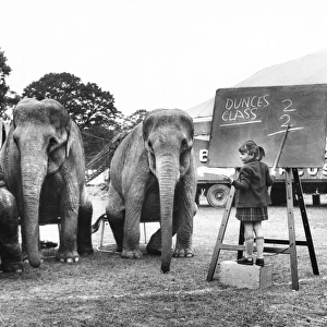 Little girl teaching elephants in a field
