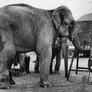 Little girl teaching maths to circus elephants