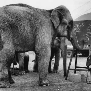 Little girl teaching maths to circus elephants