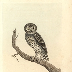 Little owl, Strix passerina, Athene noctua