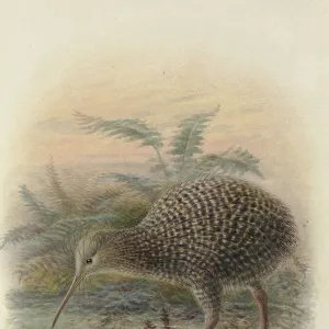 Little Spotted Kiwi or Kiwi Pukupuku