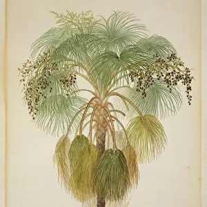 Livistona humilis, sand palm