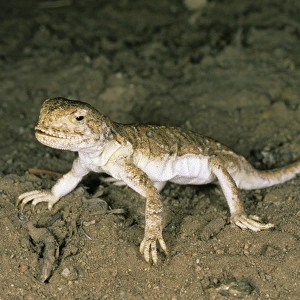 A lizard - disturbed on its feeding territory