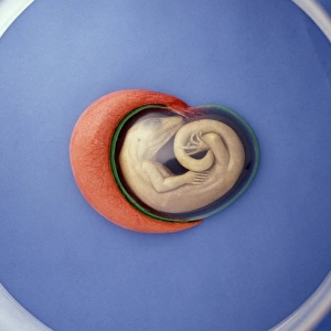 Lizard embryo