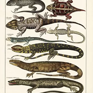 Lizard varieties
