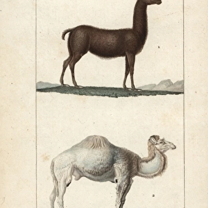 Llama, Lama glama, and dromedary camel, Camelus dromedarius
