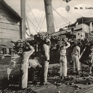Loading Bananas - Port Antonio, Jamaica