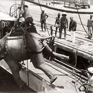 Loading an elephant onto a ship, Burma, 1880 s