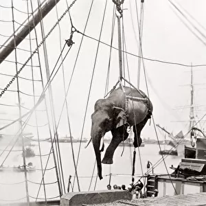 Loading and elephant onto a ship with a crane, Burma