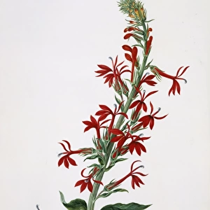 Lobelia cardinalis, cardinal flower