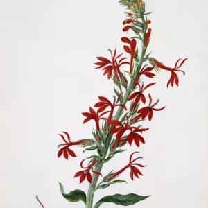 Lobelia cardinalis, cardinal flower