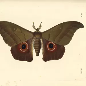 Lobobunaea phaedusa moth