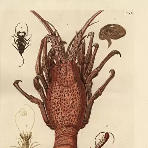 Lobster, shrimp, giant centipede and tapeworm