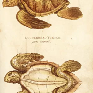 Loggerhead sea turtle, Caretta caretta, by Gottwald