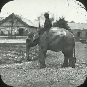 London, England - Indian Elephant