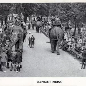 London Zoological Gardens, Regents Park - Elephant Rides. Date: circa 1930s