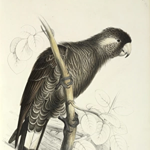 Long-billed black cockatoo