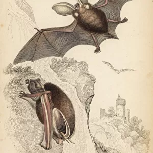 Long-eared bat, Plecotus auritus (vulnerable)