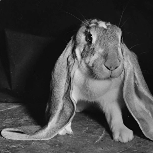 Long-eared rabbit