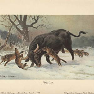 A long-horned European wild ox attacked by wolves