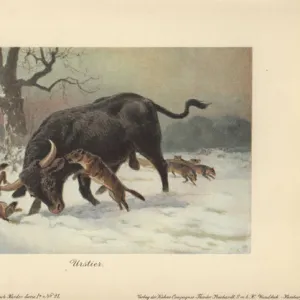 A long-horned European wild ox attacked by wolves