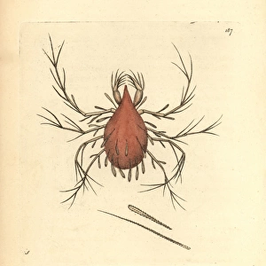 Long-legged cannibal mite, Cheletomorpha lepidopterorum