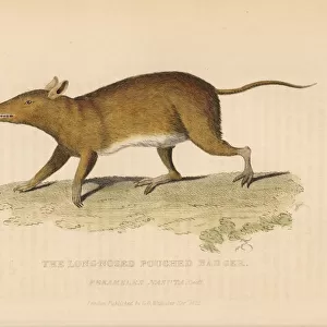 Long-nosed bandicoot, Perameles nasuta