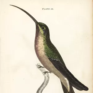 Long-tailed hermit, Phaethornis superciliosus, male
