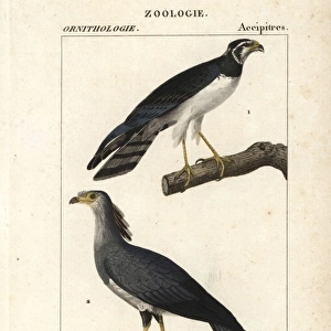 Long-winged harrier, Circus buffoni, and secretarybird