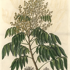 Longan tree, Dimocarpus longan