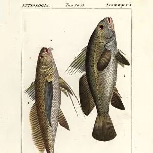 Longtail croaker and stone bass
