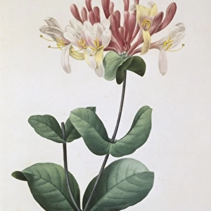 Lonicera caprifolium, honeysuckle