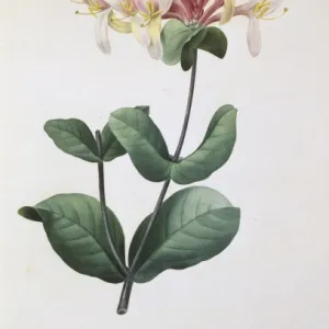 Lonicera caprifolium, honeysuckle