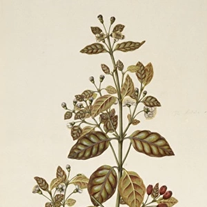 Lophomyrtus bullata, ramarama