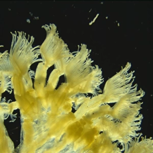 Lophopus cristallinus, freshwater bryozoan