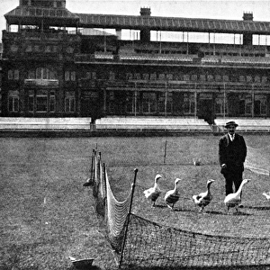 Lords Cricket Ground as a Goose Farm, 1915