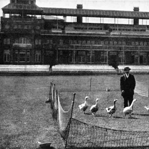 Lords Cricket Ground as a Goose Farm, 1915