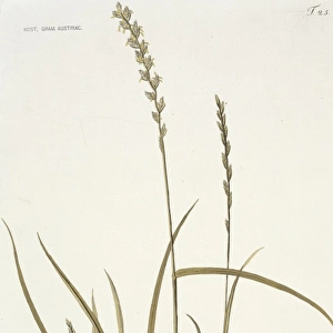 Lotium perenne, perennial rye grass