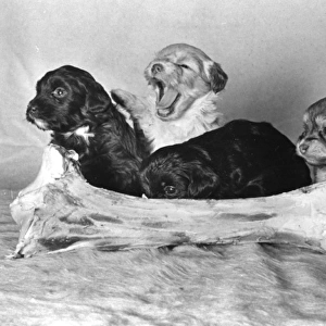 Four Lowchen puppies with a large bone