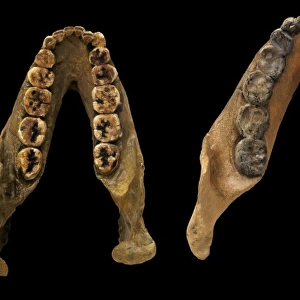 Lower jaw casts of Paranthropus robustus (Swartkrans 23) and