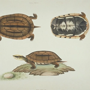 LS Plate 102 from the John Reeves Collection (Zoology)