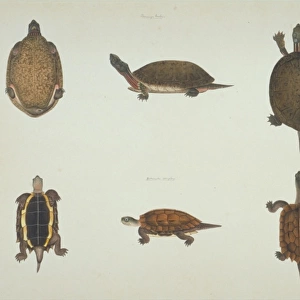 LS Plate 103 from the John Reeves Collection (Zoology)