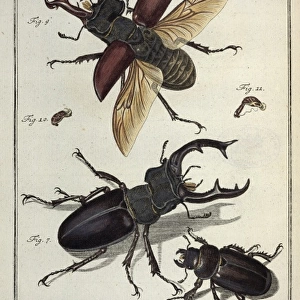 Lucanus cervus Linnaeus, stag beetle