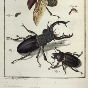 Lucanus cervus Linnaeus, stag beetle