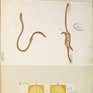Lumbricus lumbricus, Earth worms copulating
