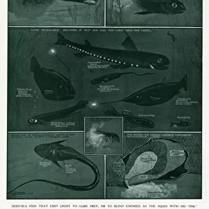 Luminous Deep-Sea Fish by G H Davis