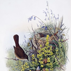 Luscinia megarhynchos, common nightingale