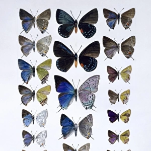 Lycaenidae, hairstreak butterflies